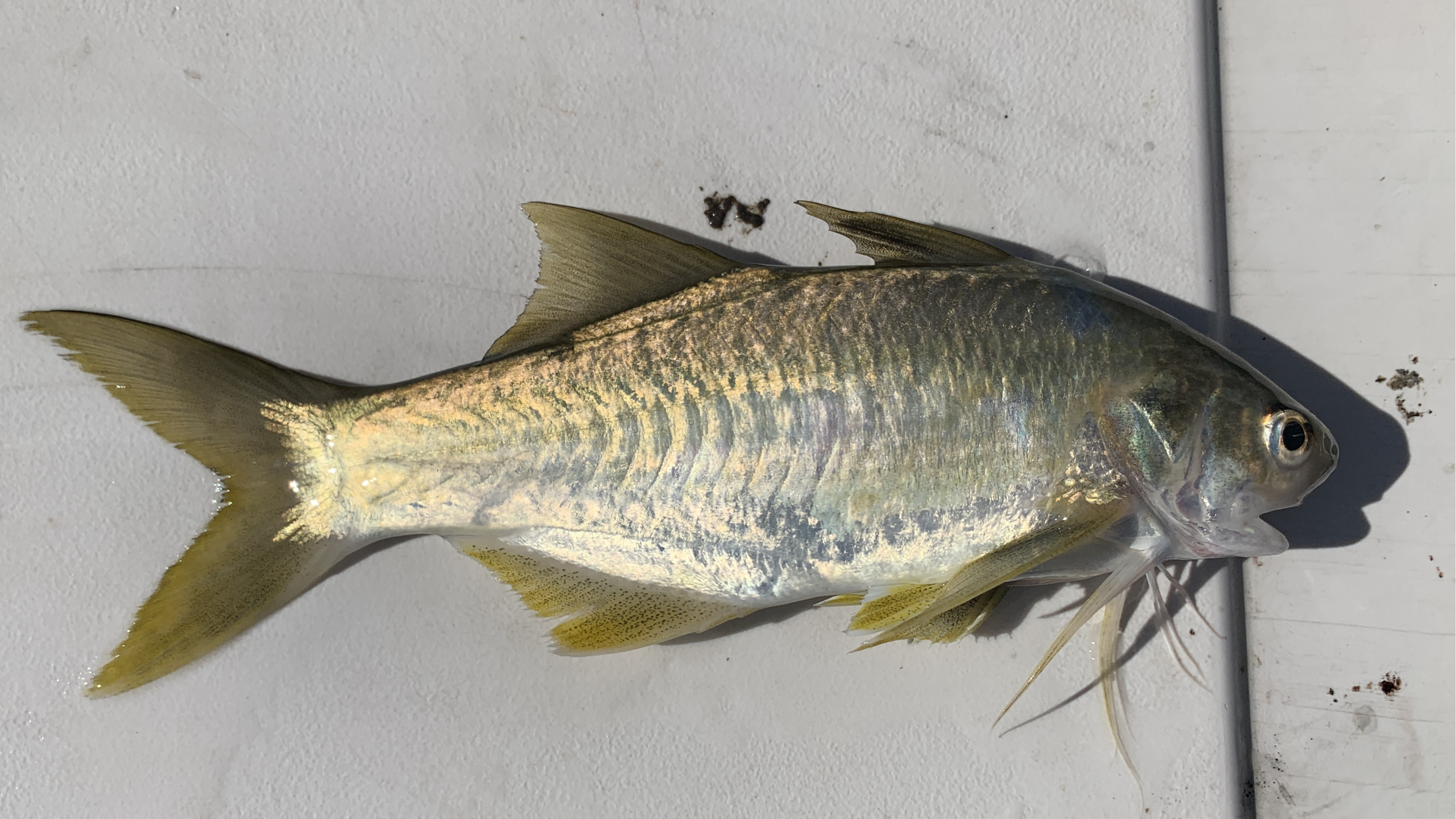 Species page - qld.gov.au