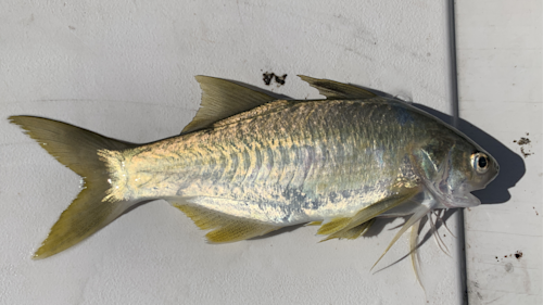 Species page - qld.gov.au
