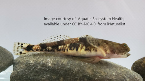 Species page - qld.gov.au