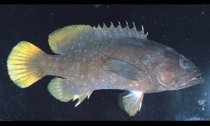 Species page - qld.gov.au