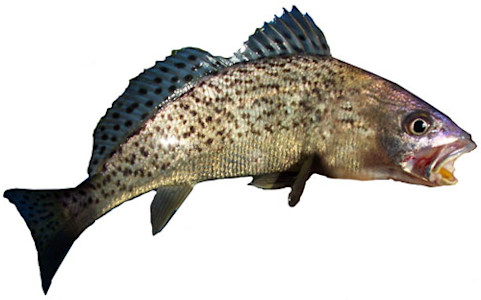 Species page - qld.gov.au