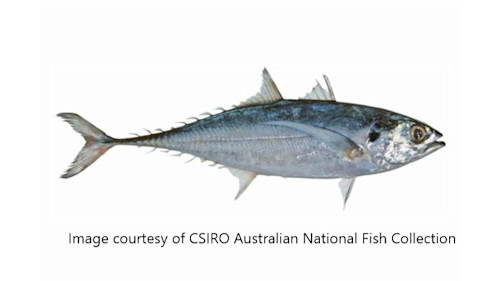 Species page - qld.gov.au