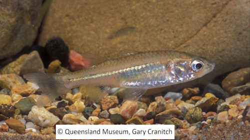Species page - qld.gov.au