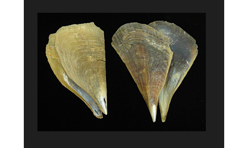 Pearlized Razor Clam Shell Species page - qld.gov.au