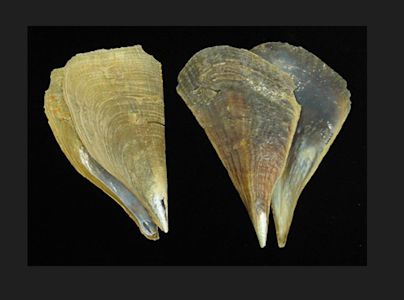 Species page - qld.gov.au
