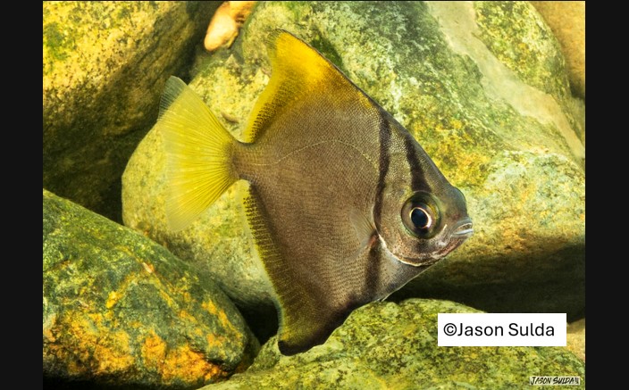Species page - qld.gov.au