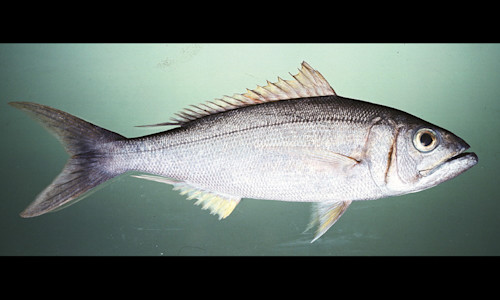 Species page - qld.gov.au