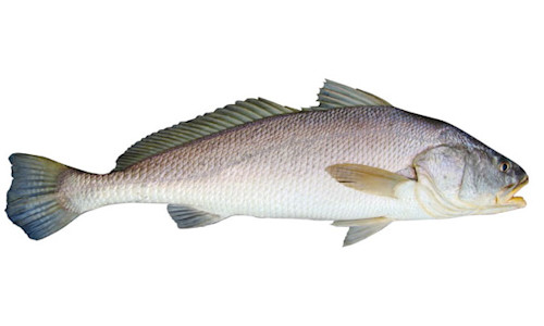 Species page - qld.gov.au