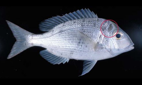 Species page - qld.gov.au