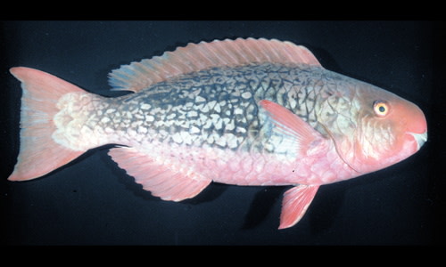 Species page - qld.gov.au