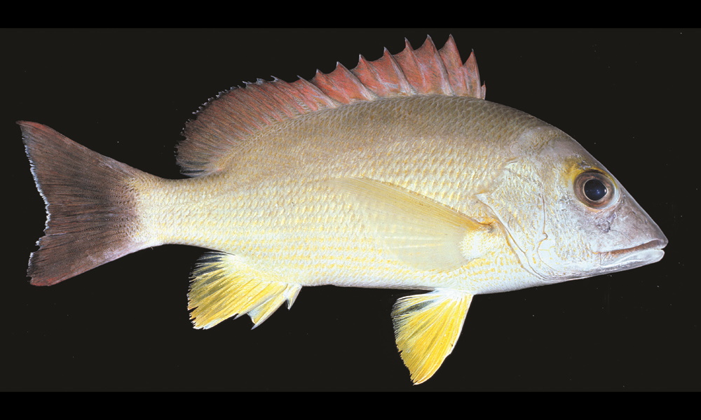 Qld Snapper Species page - qld.gov.au