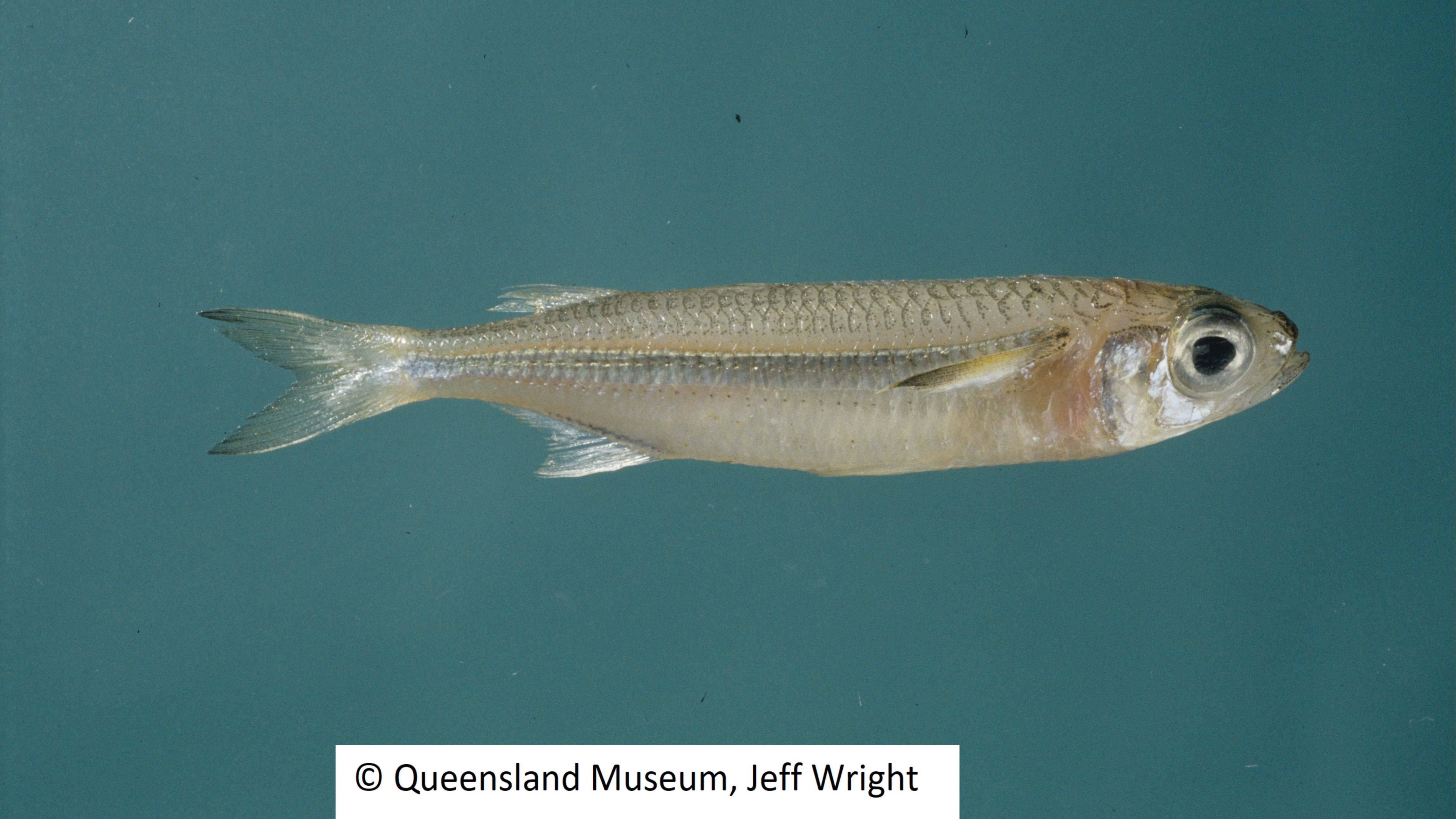 Species page - qld.gov.au