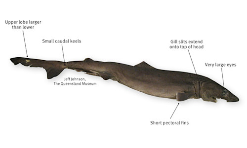 Species page - qld.gov.au