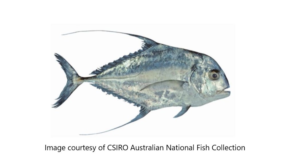 Species page - qld.gov.au