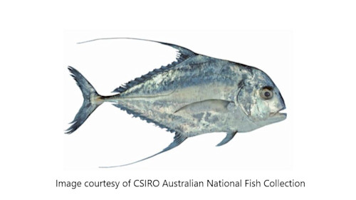 Species page - qld.gov.au