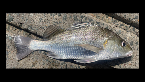 Species page - qld.gov.au