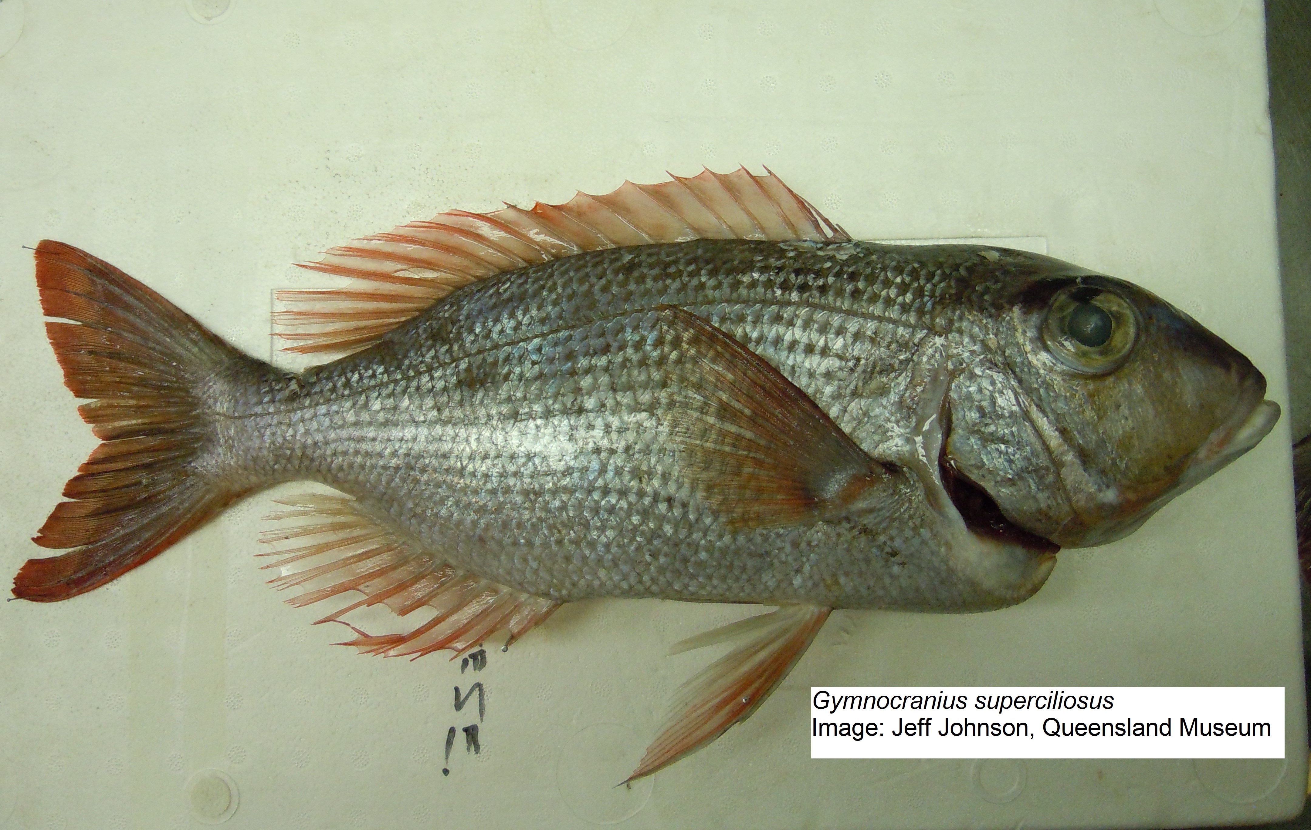 Species page - qld.gov.au
