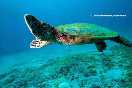 Species page | Recreation, sport and arts | Queensland Government