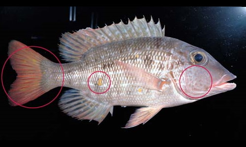 Species page - qld.gov.au