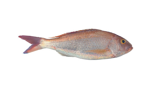 Sharp Line Fish Species page - qld.gov.au