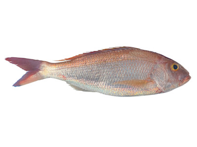 Species page - qld.gov.au