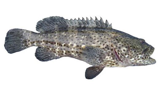 Rock Cod Colour Species page - qld.gov.au
