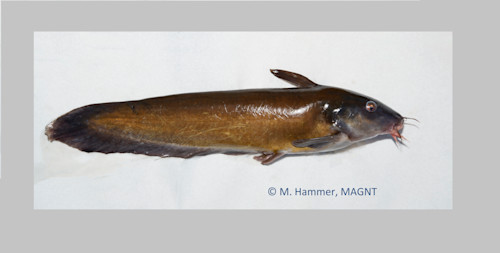 Species page - qld.gov.au
