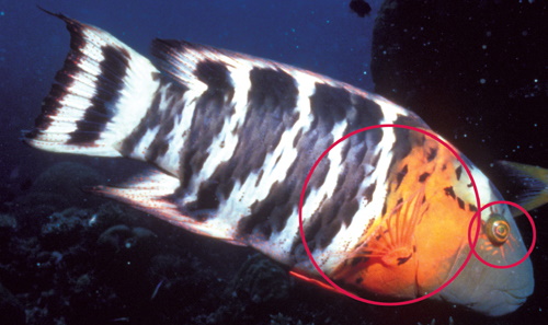 Species page - qld.gov.au