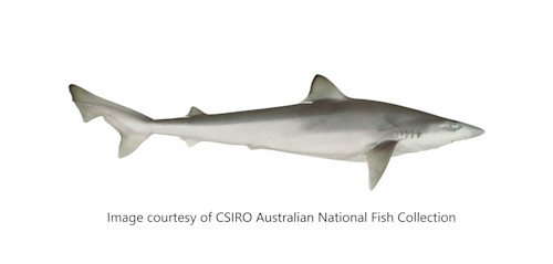 Species page - qld.gov.au