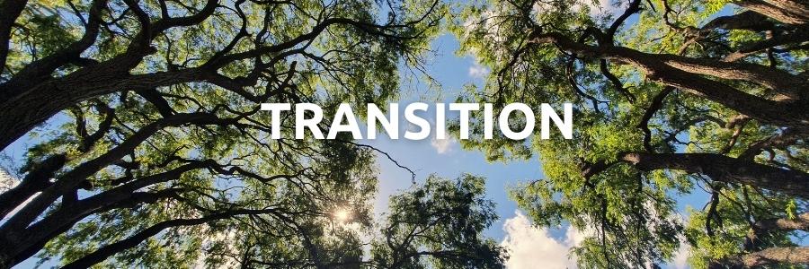 Transition Tree