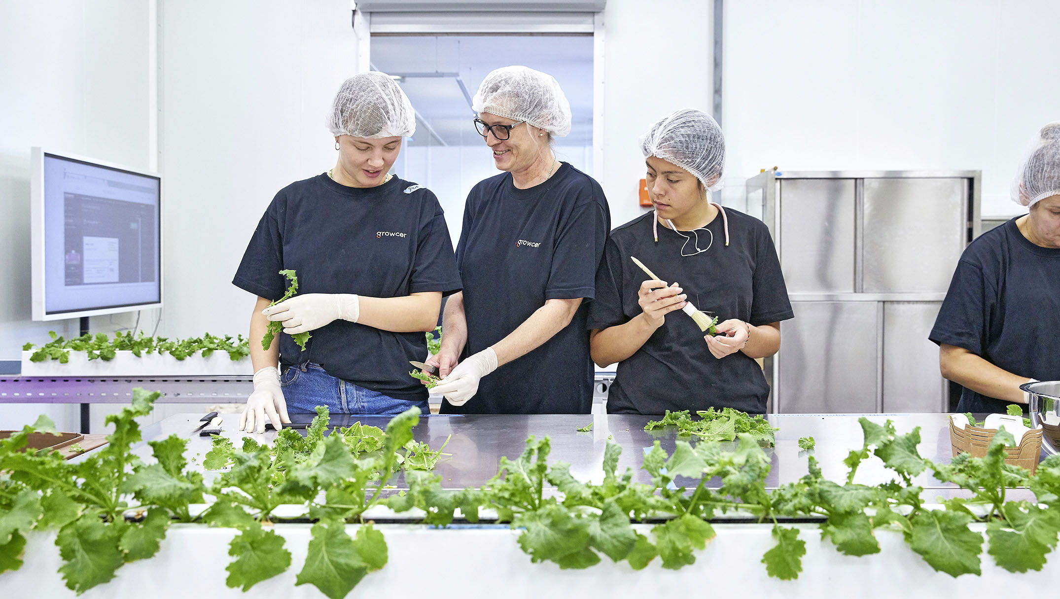 Growcer staff harvest the vegetables