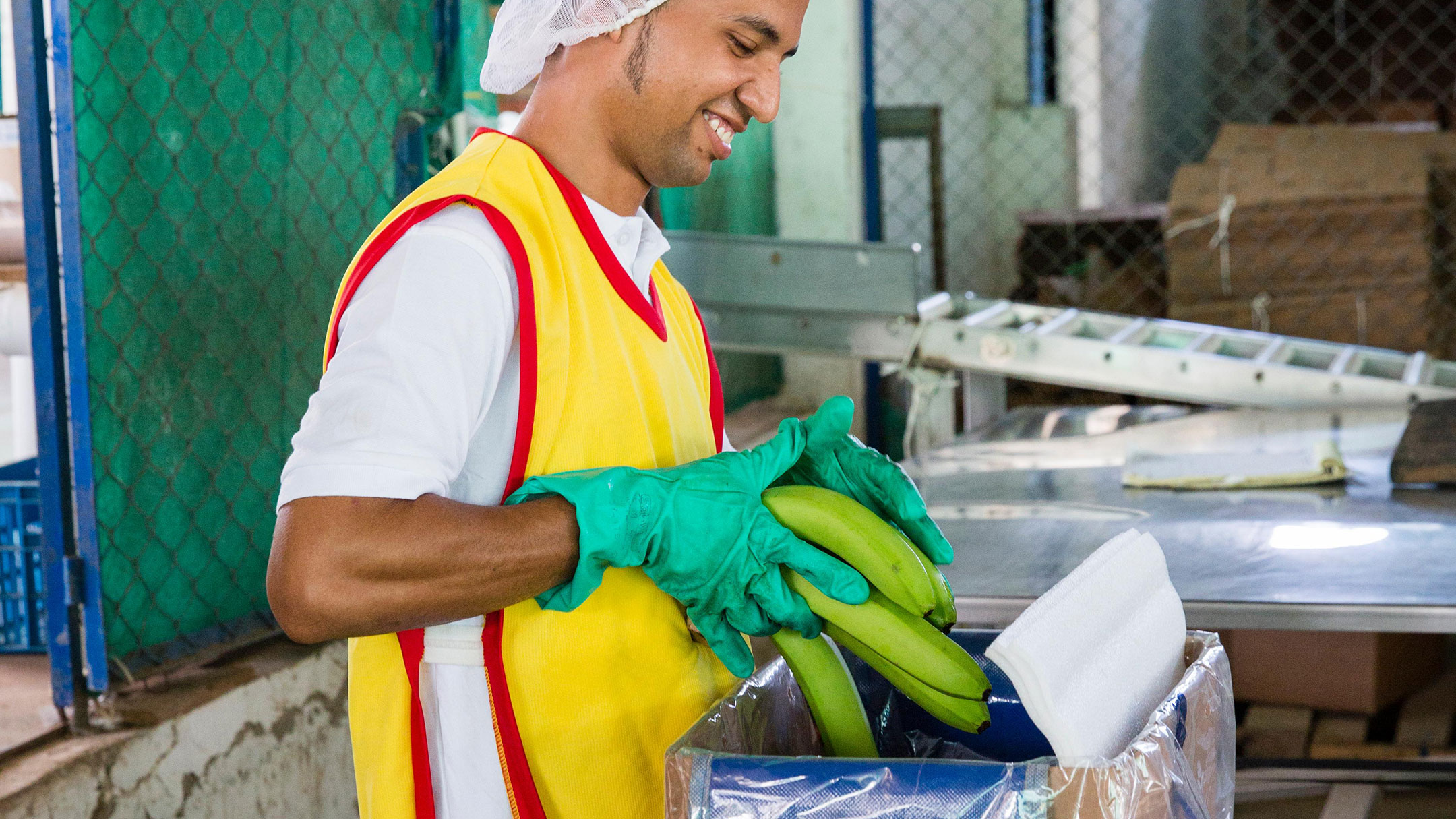 Bananen werden für den Transport verpackt.