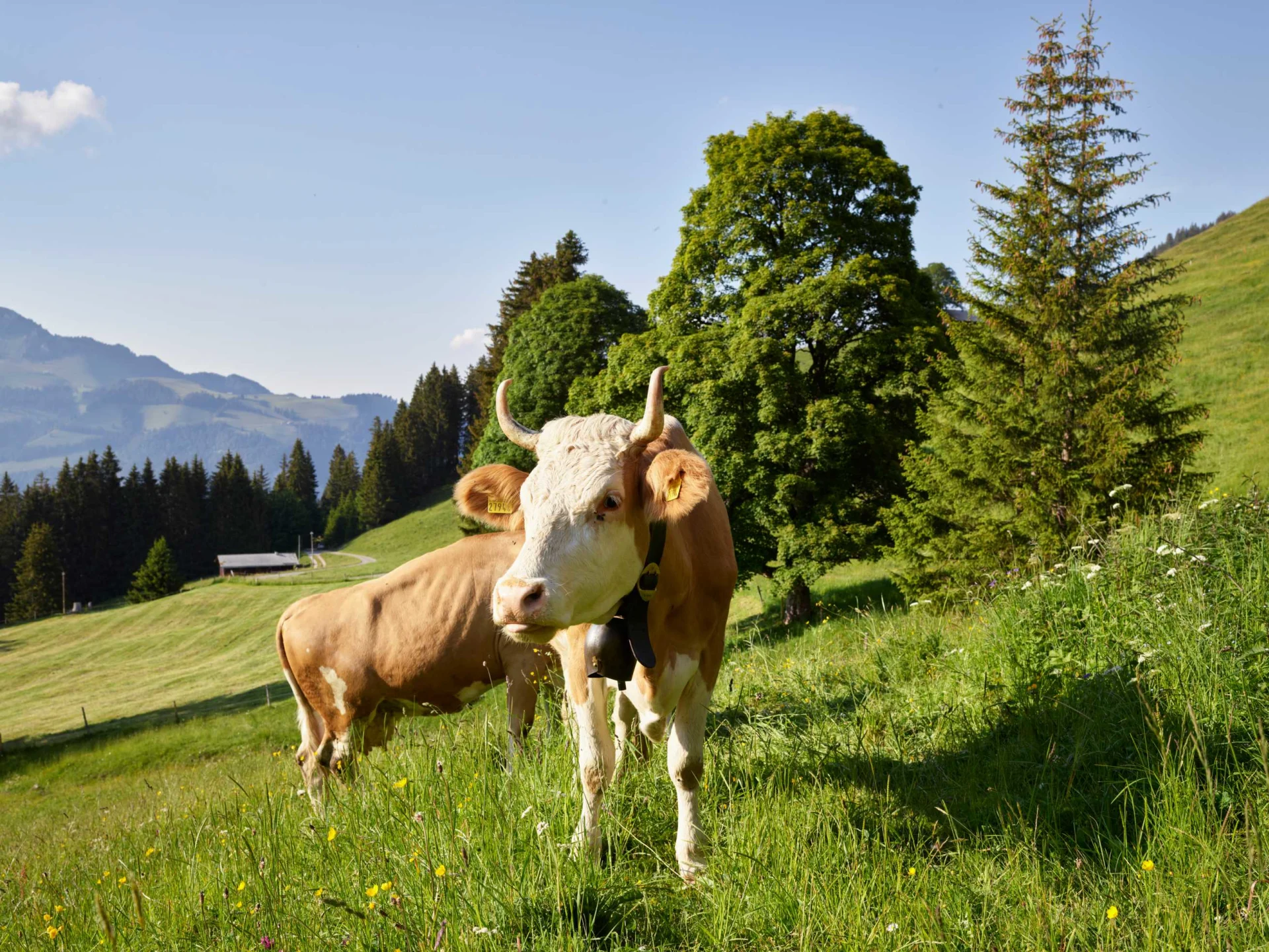 A cow stands in a meadow
