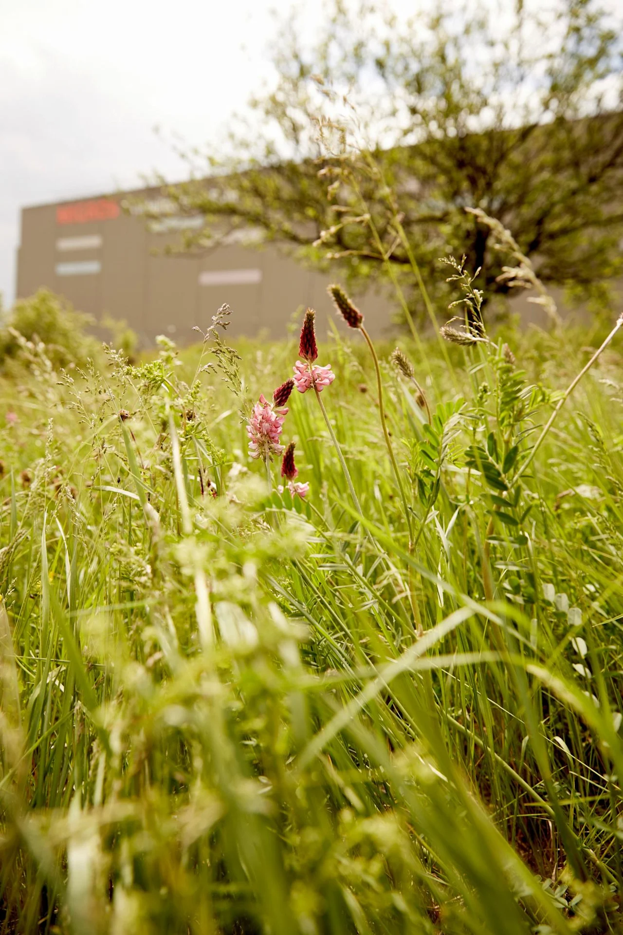 Biodiversity? More than a variety of species | Migros