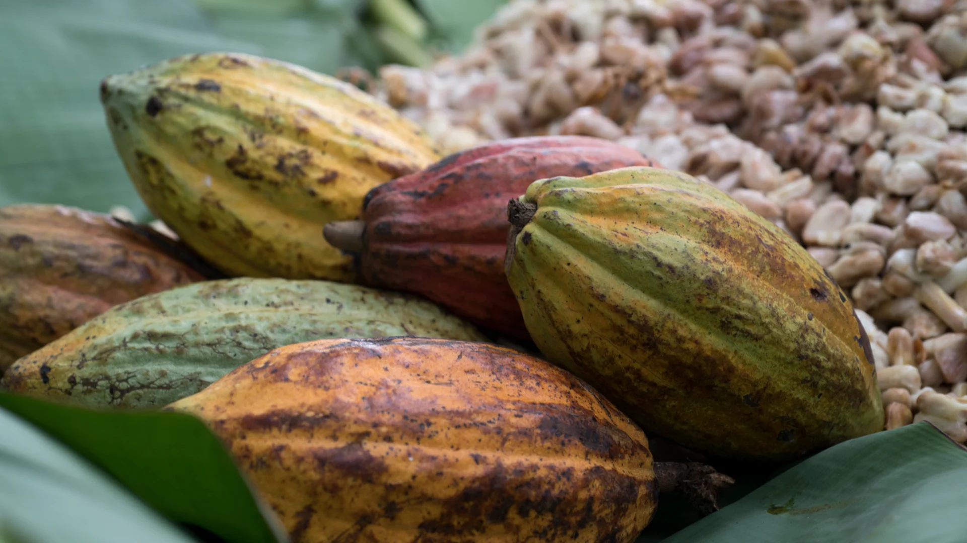Verschiedenfarbige Kakaofrüchte