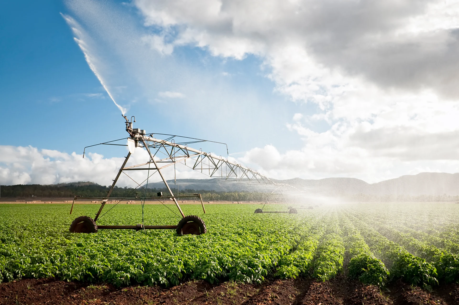 An irrigation system stands in a field, spraying water on the plants.