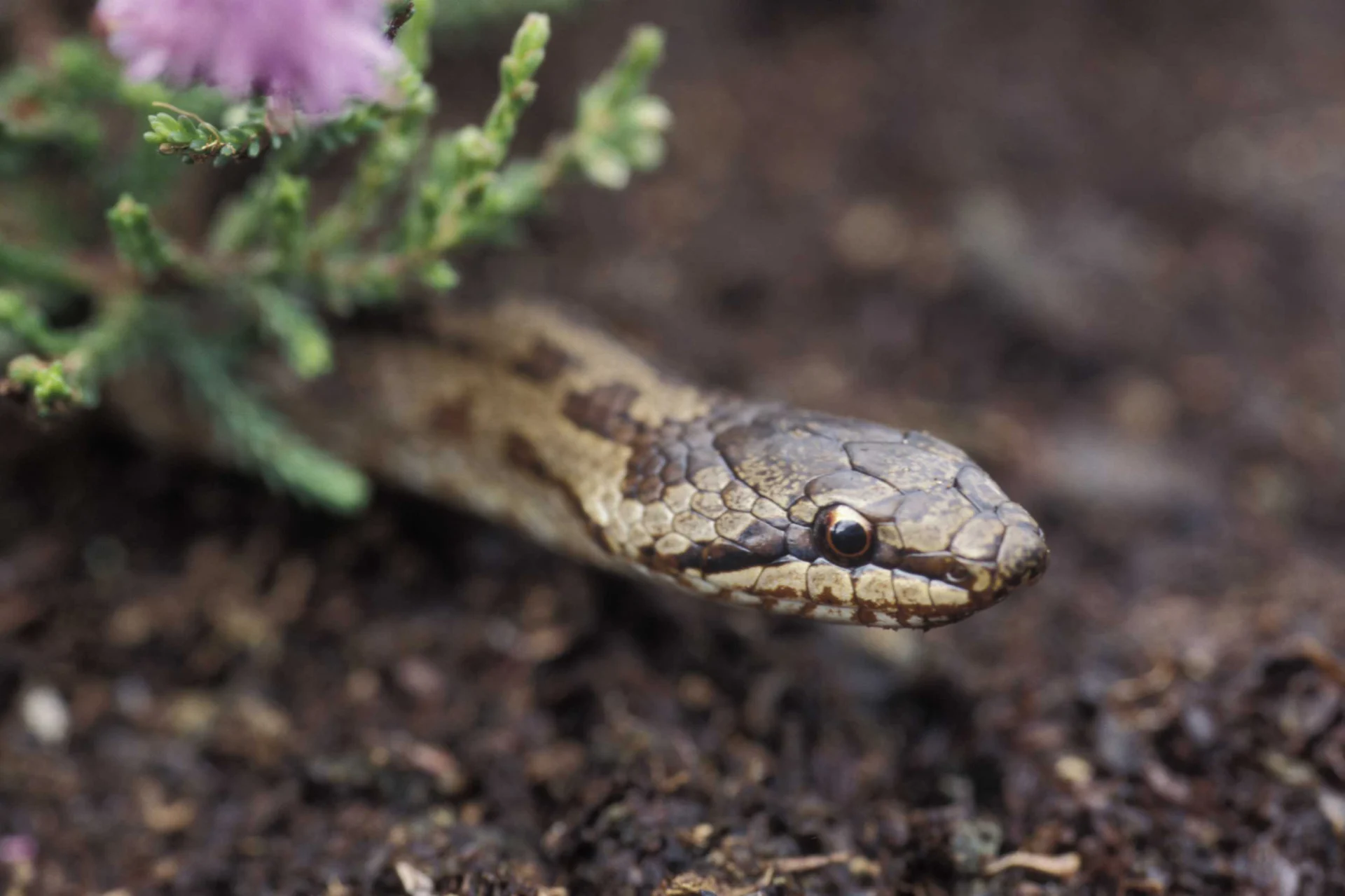 La testa di un serpente liscio si affaccia da sotto una pianta