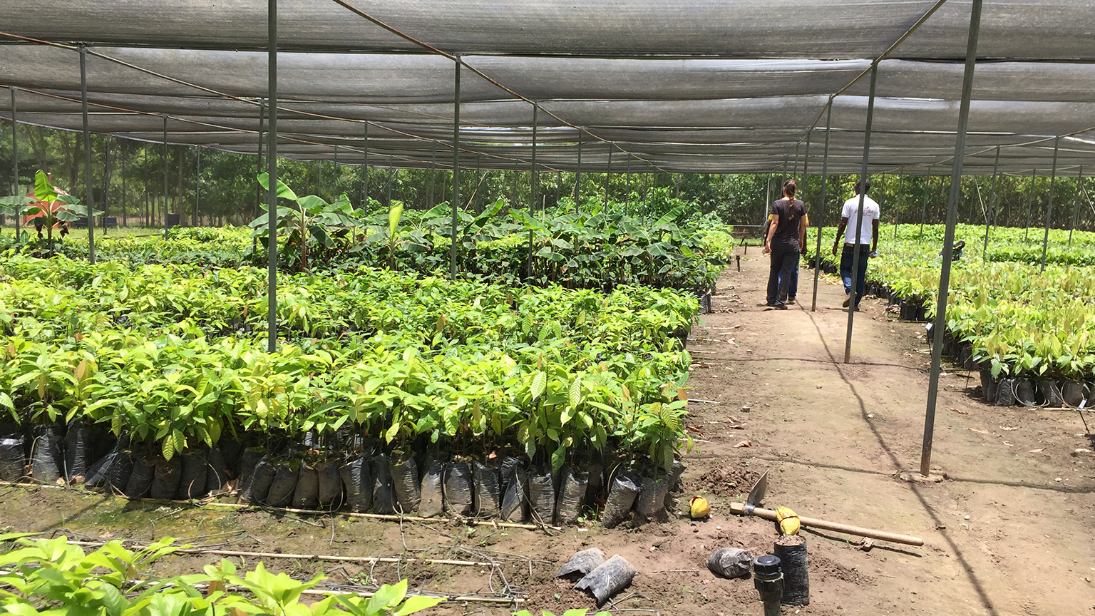 Giovani alberi in un vivaio.