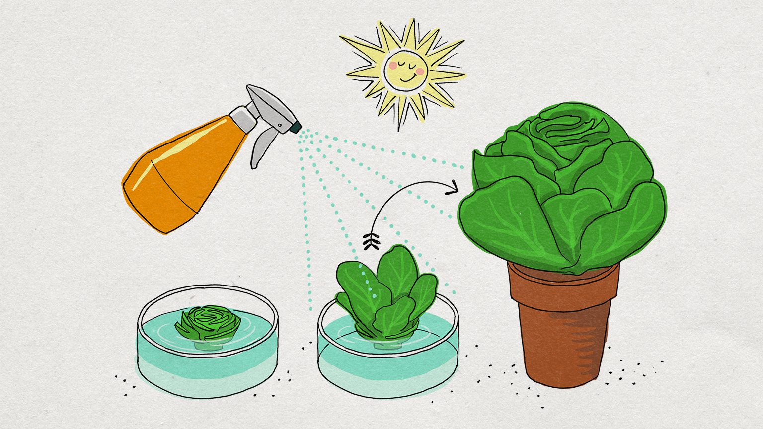 Illustrazione: un torsolo di lattuga poggia sul fondo di una vaschetta piatta riempita d'acqua e illuminata dal sole. Un germoglio spunta e viene innaffiato di tanto in tanto con un nebulizzatore. 