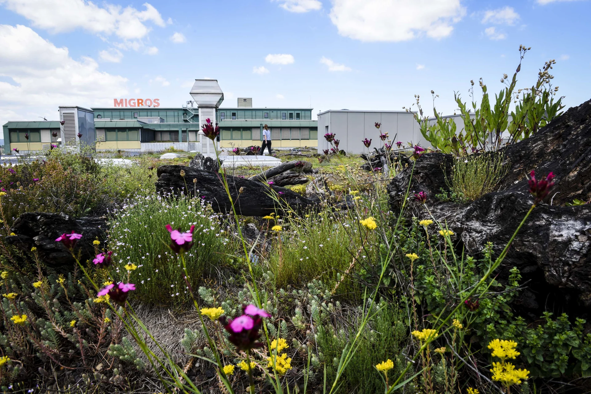 Field of flowers in front of a Migros branch