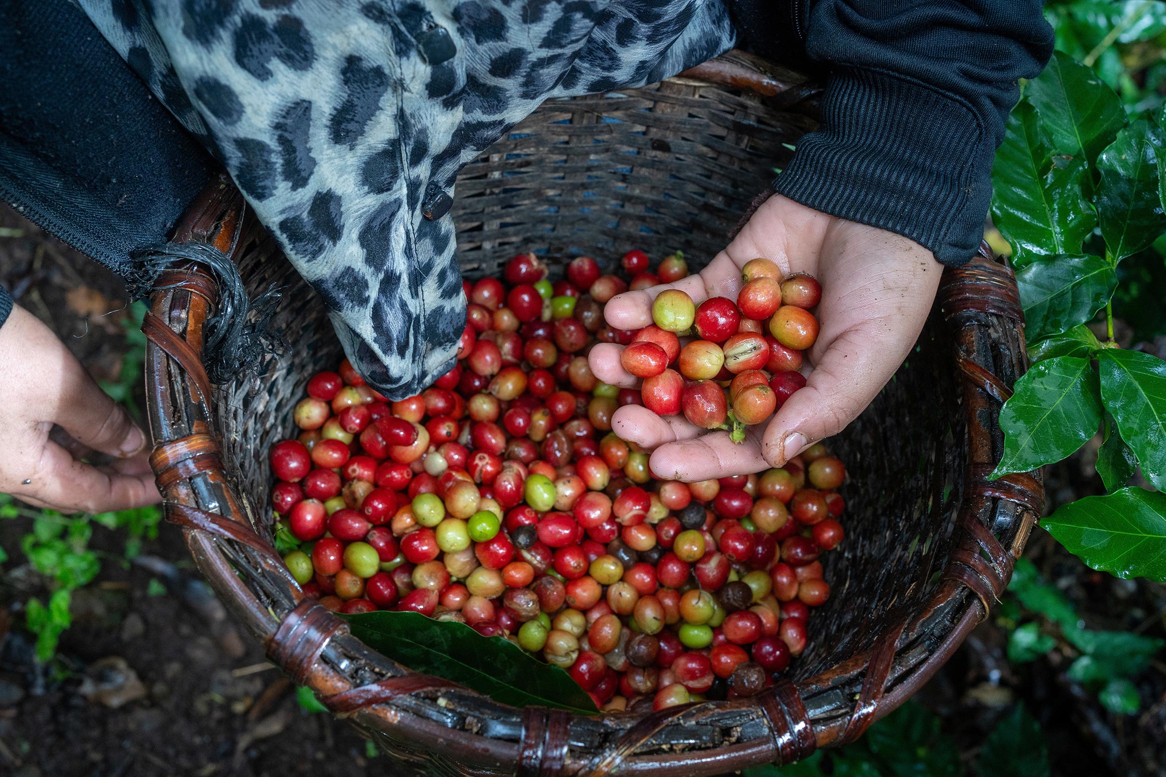Un coltivatore di caffè raccoglie il caffè.