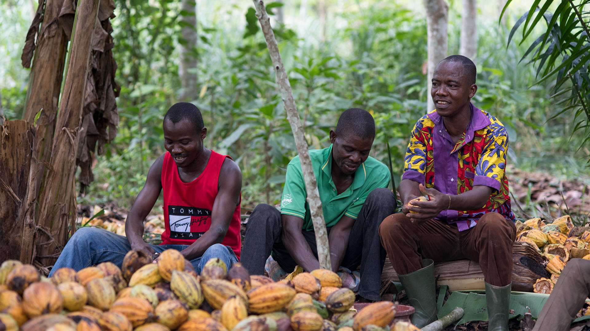 Three men sit on the ground and open cocoa fruits.