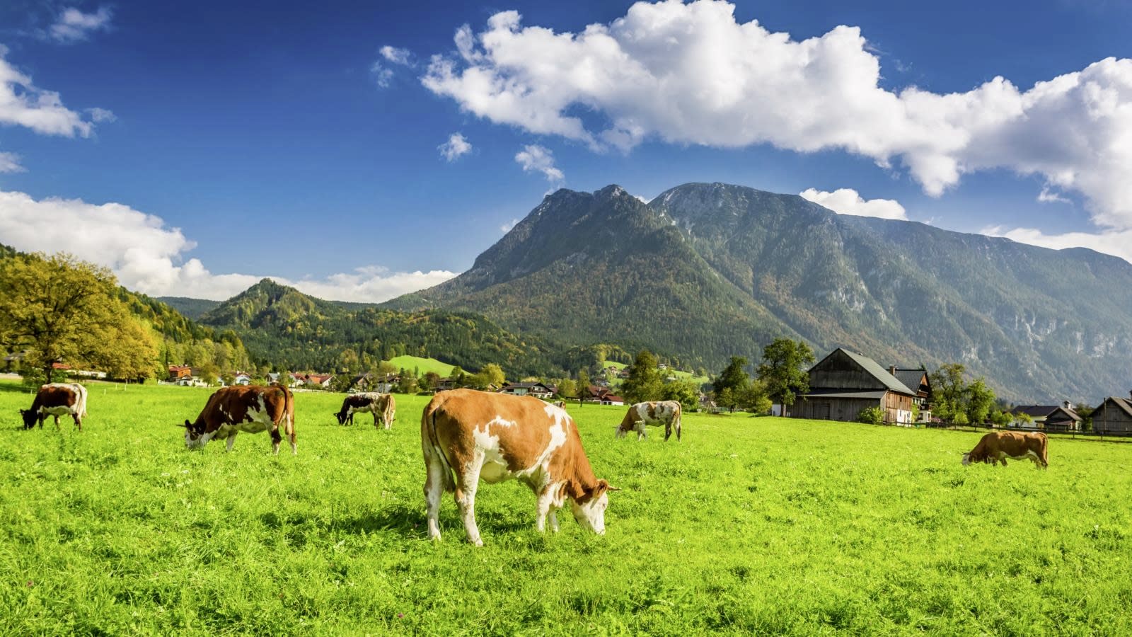 Braune Kühe stehen auf einer Weide und fressen – im Hintergrund eine Hügellandschaft