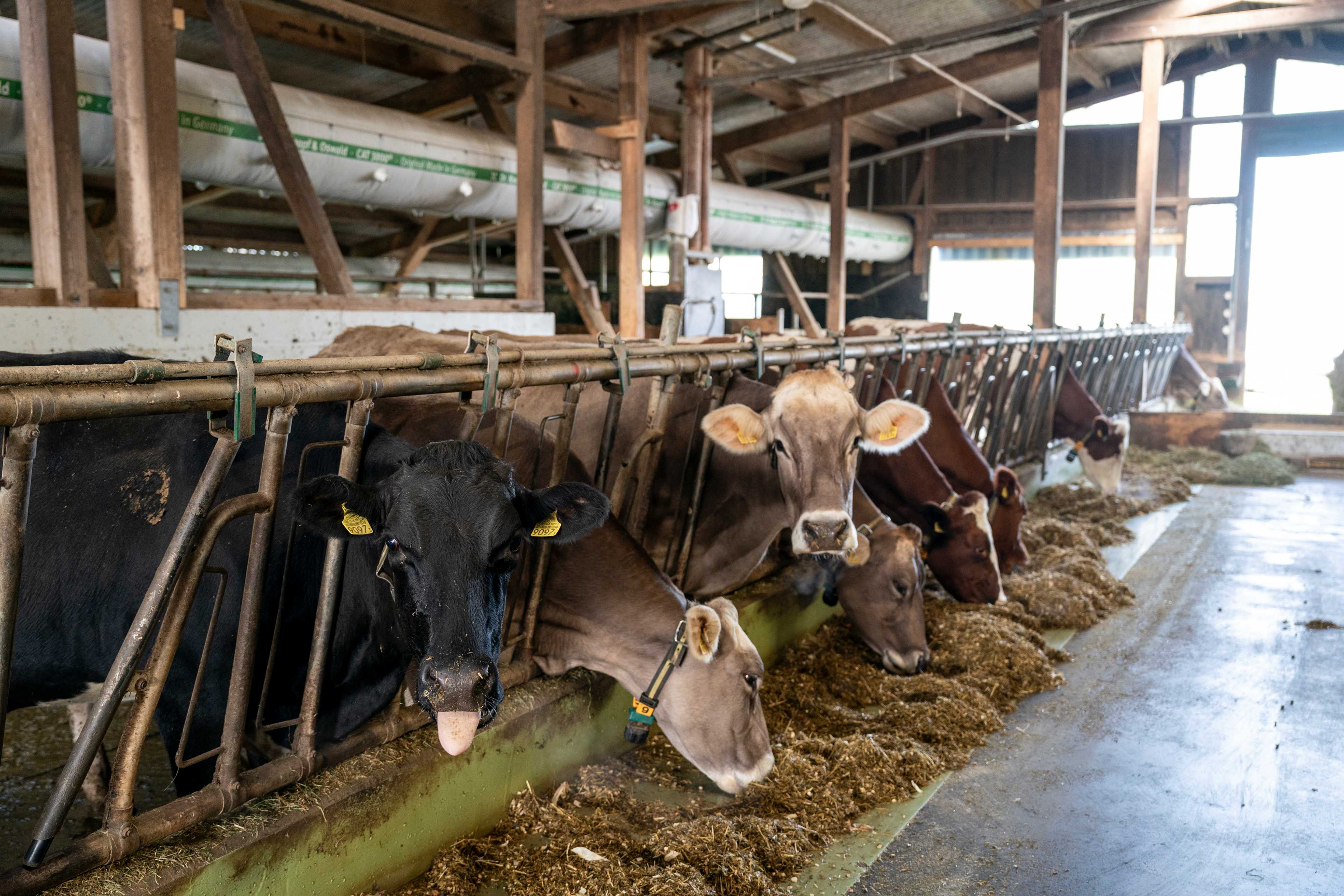 Mucche da latte in una stalla.