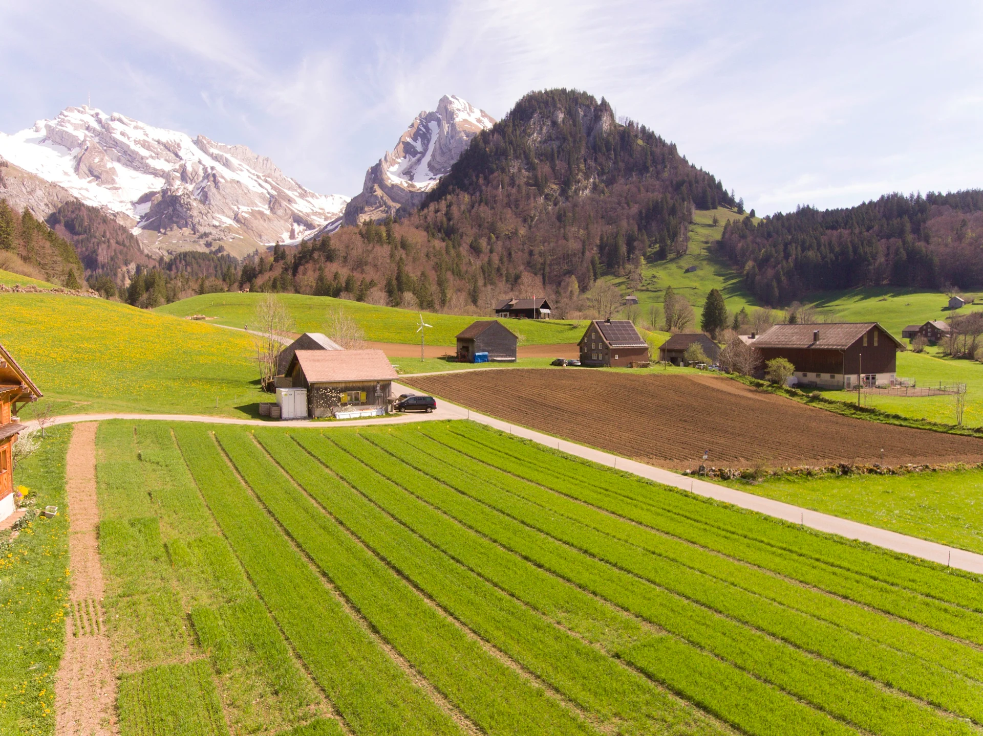 Champs expérimentaux de blé et d'autres céréales dans la région de l'Alpstein.