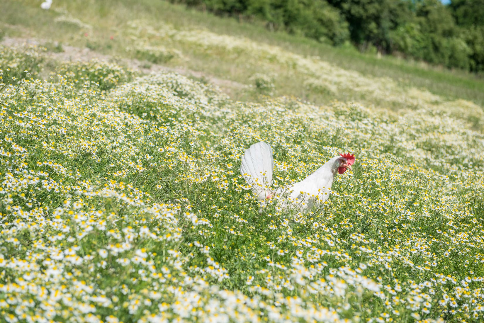 Spitzenreiterin beim Tierwohl