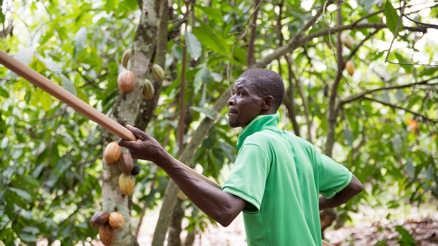 Un coltivatore stacca dall'albero i frutti di cacao con un machete.
