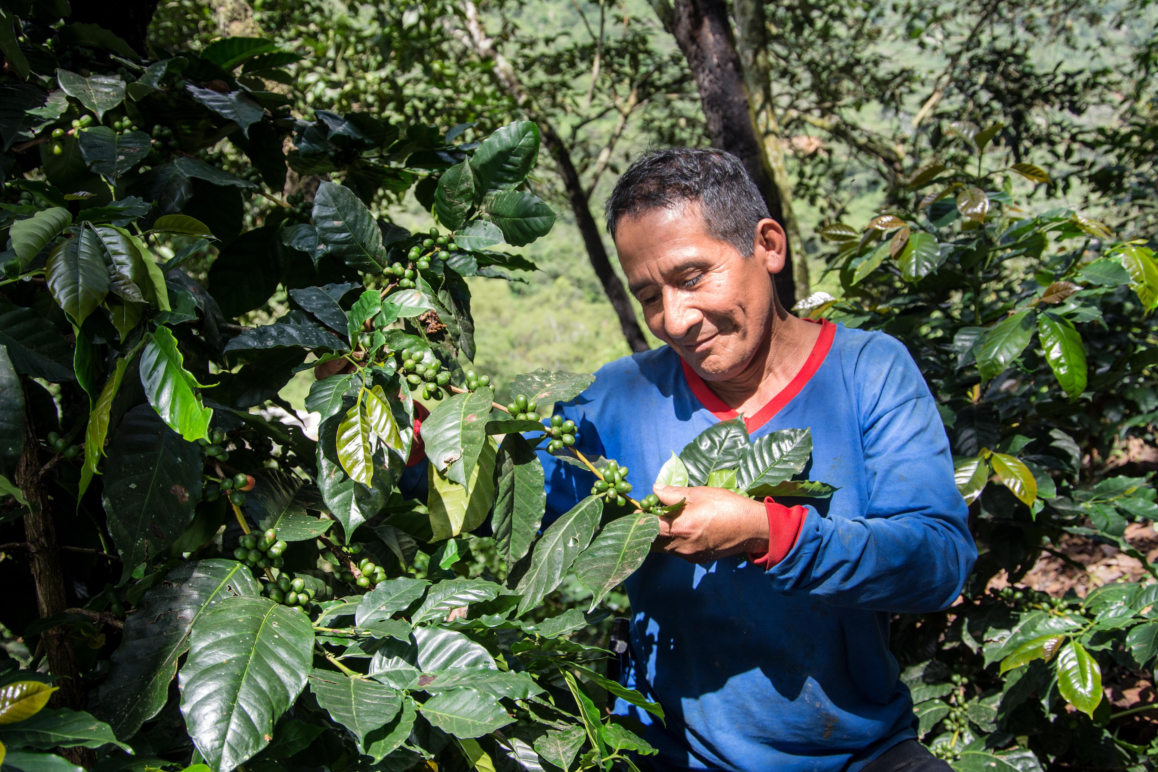 Ein Bauer kümmert sich um eine Kaffee-Pflanze.