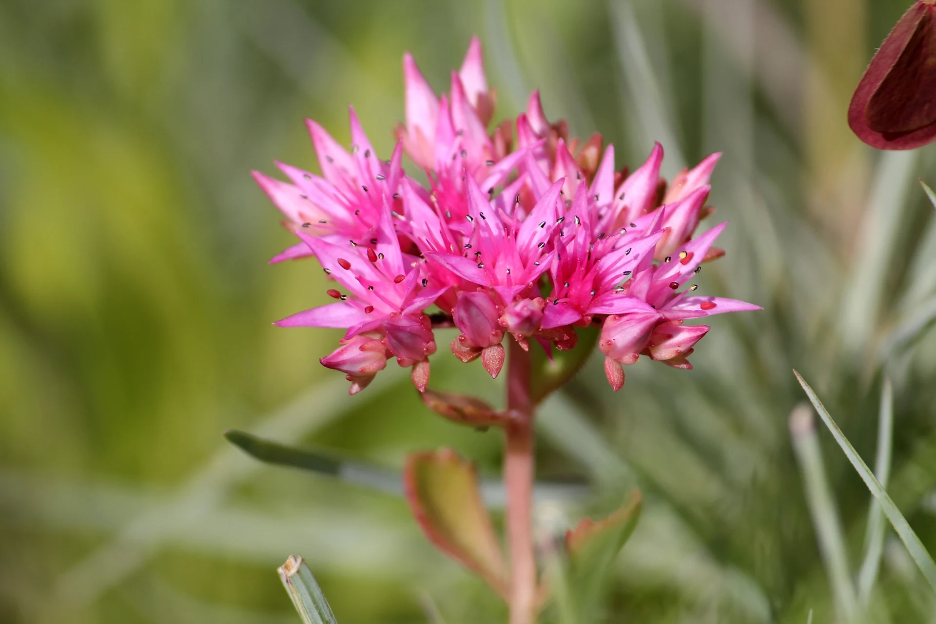 Borracina caucasica (Sedum spurium)