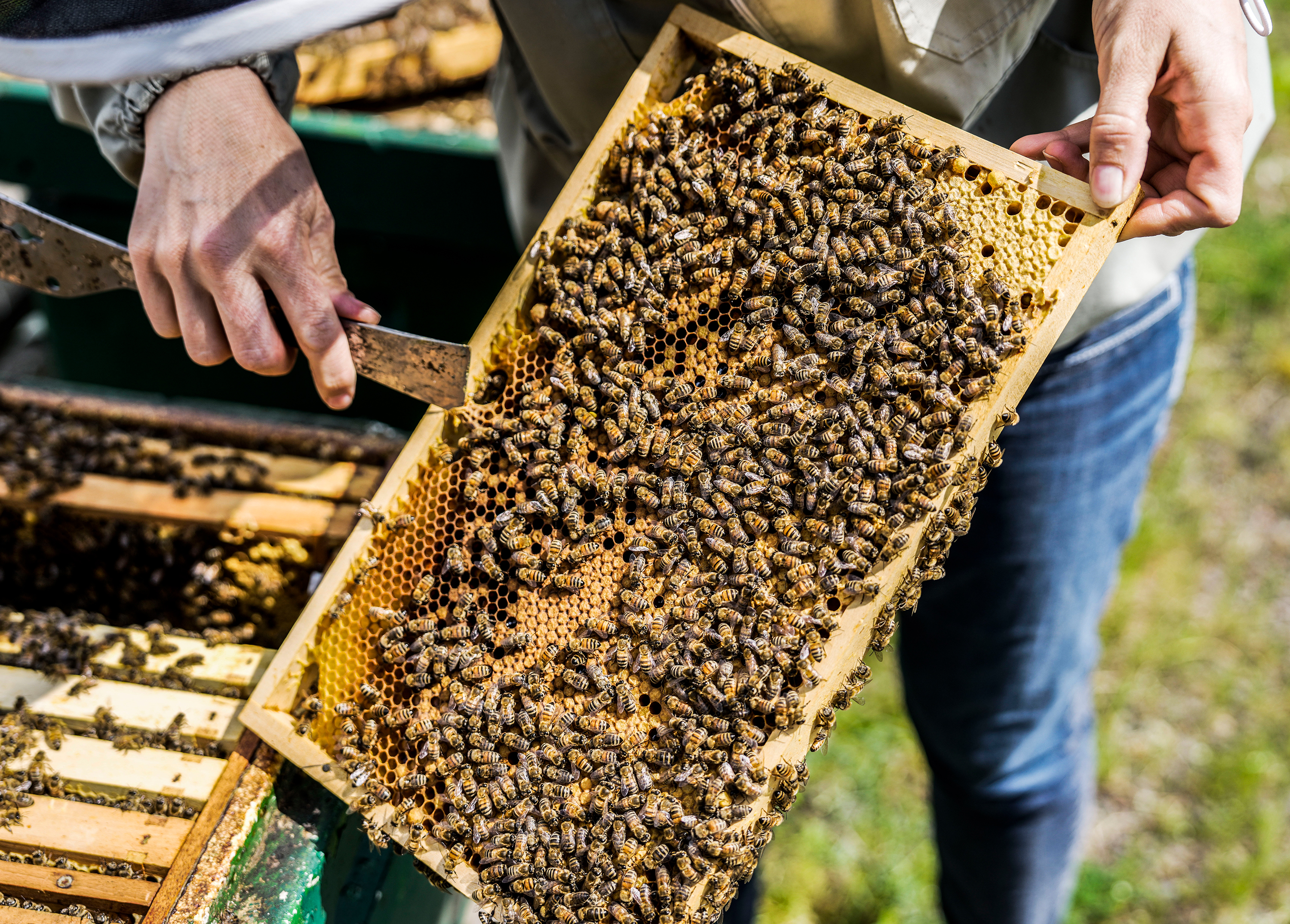Eine Brutwabe, bei der der Bienennachwuchs kurz vor dem Schlüpfen ist.